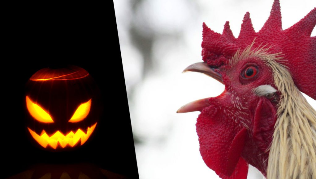 Zucca di Halloween e gallo