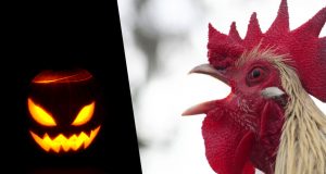 Zucca di Halloween e gallo