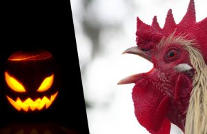 Il Gallo, la Zucca e il Mistero di Halloween Zucca di Halloween e gallo