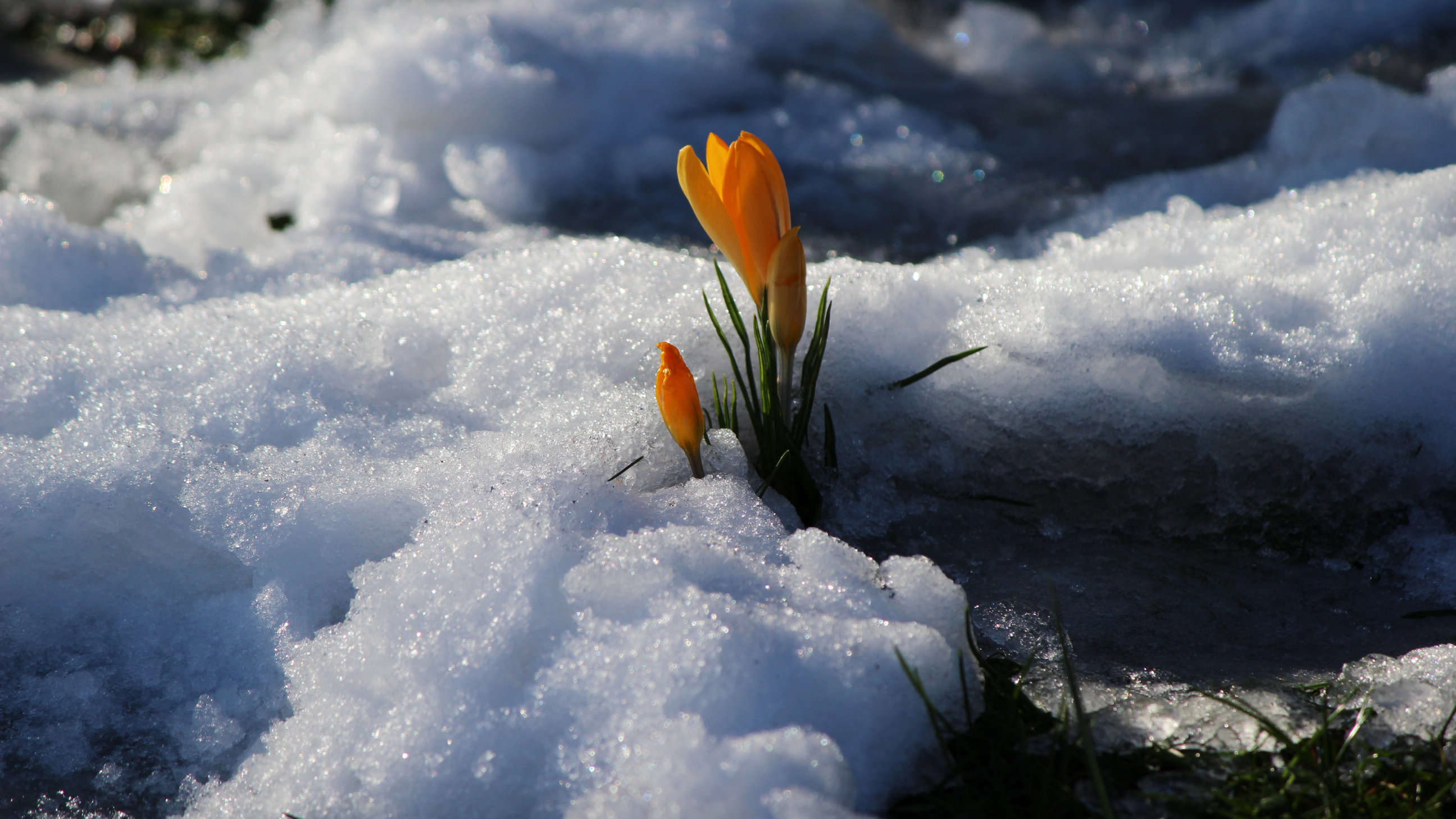 Fiore sboccia sulla neve