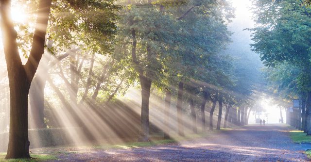 Parco illuminato dalla luce